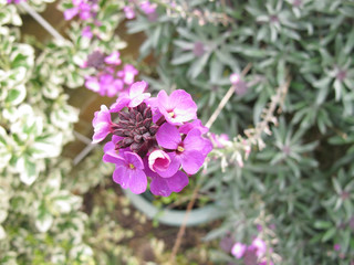 The Purple wallflower Erysimum / The Beautiful purple garden flower erysimum 
