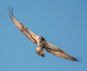 Osprey in flight