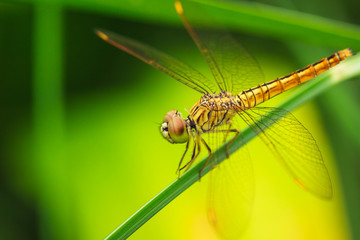 dragonfly