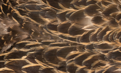 brown feathers as a background