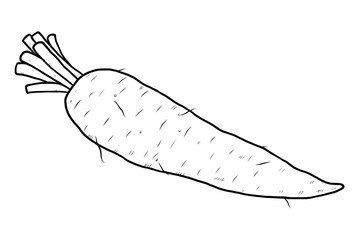 radish or carrot root 
