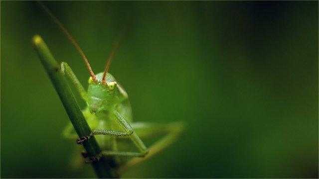 Grasshopper on of grass with blur green background. The entire image is in green tone colors and grass gently swaying in the spring breeze.
