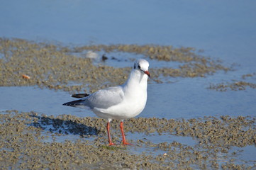 Fototapeta premium mouette