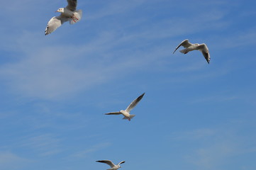 mouette