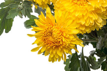 Yellow chrysanthemums on white