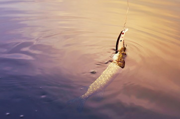 caught pike in the water, vintage toning