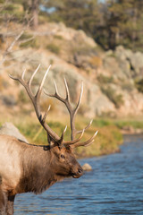 Bull Elk Drinking From Stream