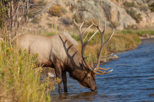 Fototapeta Bull Elk Drinking From Stream