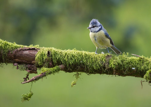 m&eacute;sange bleue