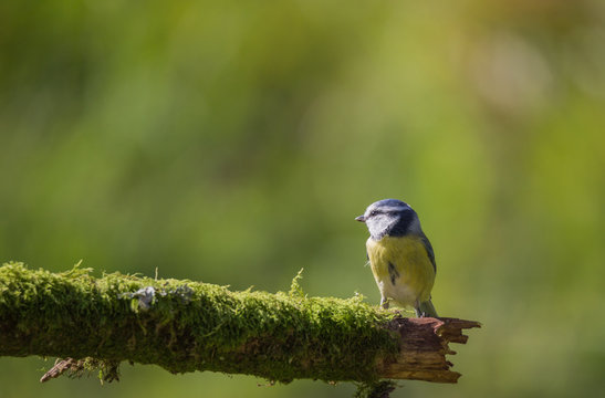 m&eacute;sange bleue