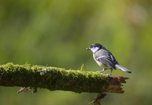 m&eacute;sange charbonni&egrave;re
