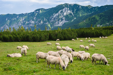 Alpine pastures in Retezat National Park, Carpathians, Romania. 