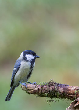 m&eacute;sange charbonni&egrave;re