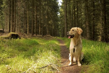 Golden Retriever im Wald