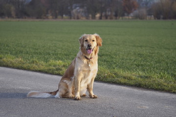 Hund sitzend