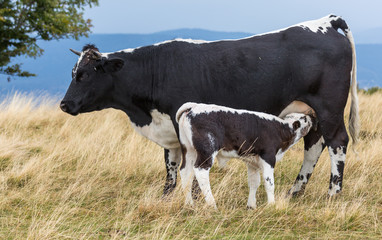 vache et son veau