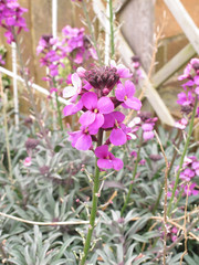 Fototapeta premium Purple Erysimum / The Beautiful purple garden flower erysimum 