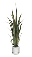 Sansevieria on White