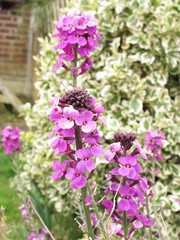 The Beautiful flower Erysimum / The Beautiful purple garden flower erysimum 
