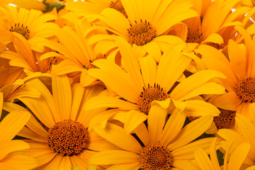 Orange flower like a daisy