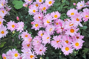 Nature Pink chrysanthemums