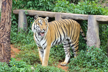 Scary looking male royal bengal tiger