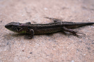 Eidechsen draußen beobachten