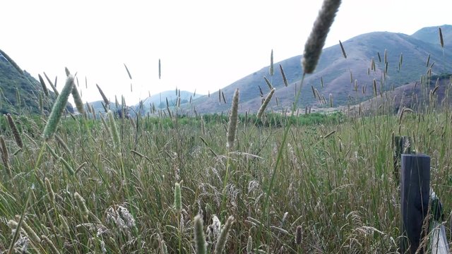 A field of tall grass in the Marin Headlands.  Split rail fence in the foreground, hills in the distance.  Grass is still green, blowing in a moderate ocean breeze.