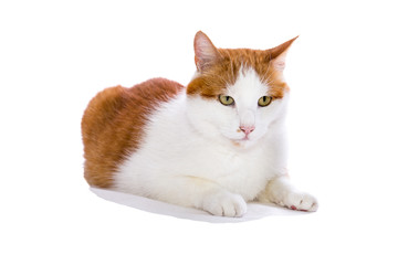 sitzende rot-weisse Katze - Felis silvestris catus