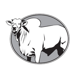 Bull zebu vintage logo - obrazy, fototapety, plakaty
