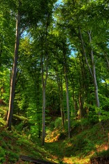 Bäume im Wald