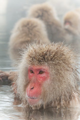露天風呂のおさるさん monkeys enjoying an outdoor bath