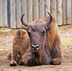 Aurochs laying on grownd looking forward