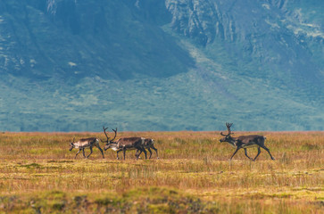 Fototapeta na wymiar Wild reindeers at summer time on Iceland