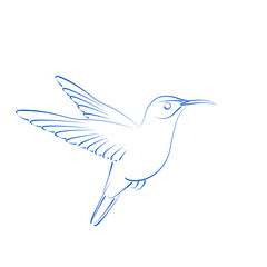 Sketched hummingbird colibri. 