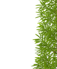 Green leaves on white background