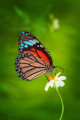 Blue butterfly