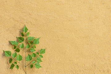 Leaves and sand