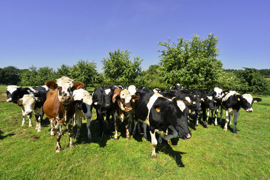 Vaches d'avant garde, en région de Normandie, France