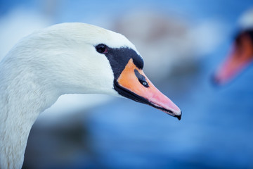 Obraz premium Portrait of a swan