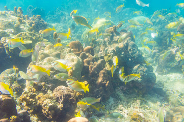 coral reef with shoal of french grunt fish and hard corals