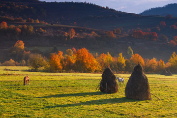 View on autumn mountain valleys, trees with colorful leaves and grazing horses.