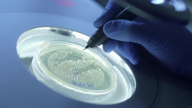 Close-up footage of scientist marking on thick solution in Petri dish. Expert is performing scientific experiment in laboratory.
