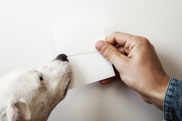 Man and dog holding two wite business cards on white wall backgr