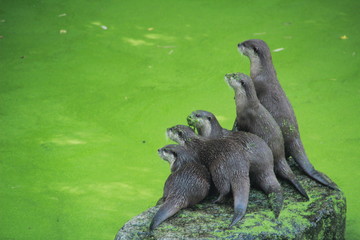 Une famille de loutres curieuses