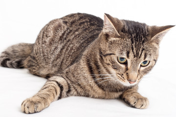 graue getiegerte Katze liegt auf weissem Hintergrund
