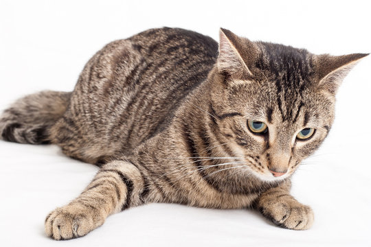 graue getiegerte Katze liegt auf weissem Hintergrund