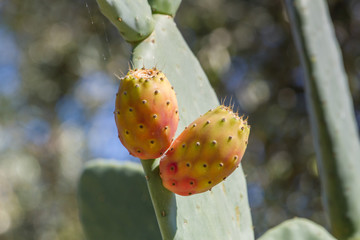 Fruits of prickly pear cactus 