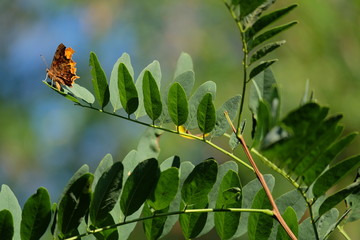 Papillon sur une branche.