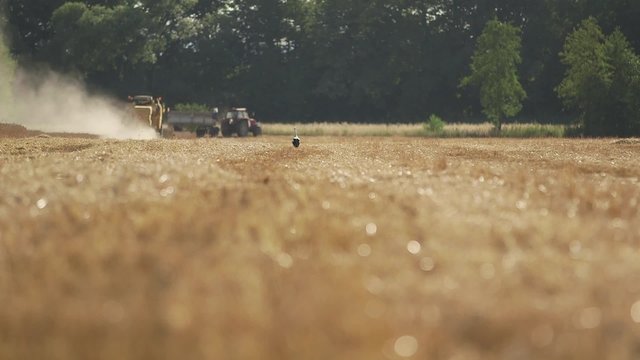 Footage of tractor moving on field. Lockdown video of dirt flying on farm.
